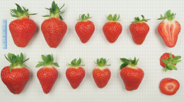 Variété de fraise : Manon des Fraises